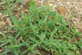 Image result for Oldenlandia angolensis