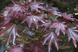 Check spelling or type a new query. Acer Platanoides Crimson Sentry Landscape Plants Oregon State University