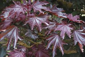 Acer platanoides 'crimson sentry' columnar red norway m. Acer Platanoides Crimson Sentry Landscape Plants Oregon State University