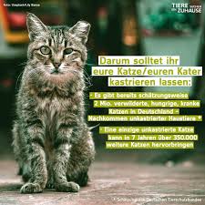 Ihre geschlechtsreife tritt meist erst mit acht bis zehn monaten ein. Tiere Suchen Ein Zuhause Unsichtbares Katzenelend Man Sieht Sie Selten Verwilderte Katzen In Deutschland Und Doch Gibt Es Laut Schatzungen Des Deutschen Tierschutzbundes Rund 2 Mio Von Ihnen Viele Von Ihnen