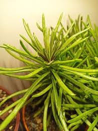 Image result for Senecio barbertonicus