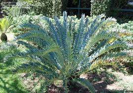 Image result for Encephalartos aplanatus