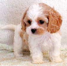 Pin On 4everpuppies