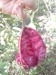 Figs my oldest tree gave me more figs than you can shake a stick at this year. Plant Id Needed Strange Pod Like Fruit With Purple Interior Plants Forum At Permies