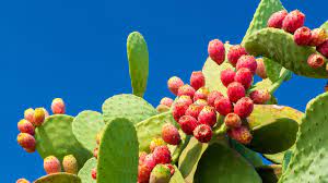 Sugar does not cause diabetes: Nopal Prickly Pear Benefits Side Effects Dosage