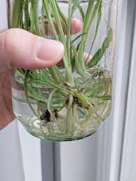How To Propagate Spider Plants Easily In Water Including Babies Spider Plant Babies Spider Plants Plant Care Houseplant