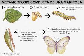 Ciclo De Vida De Las Mariposas Metamorfosis De La Oruga Resumen Biografias E Historia Universal Argentina Y De La Ciencia