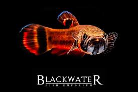 Keressen betta macrostoma spotfin asia fish aquarium témájú hd stockfotóink és több millió jogdíjmentes fotó, illusztráció és vektorkép között a shutterstock gyűjteményében. Betta Fish Betta Fish Ideas Bettafish Fishbetta Live Fish Wild Betta Macrostoma Breeding Pair 245 00 End Date Monday Jan Betta Fish Betta Live Fish