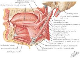 Muscles diagram front and back below you'll find several different muscles diagrams. Top 10 Strongest Muscles In The Body Pouted Com