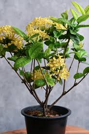 Image result for Ixora coccinea