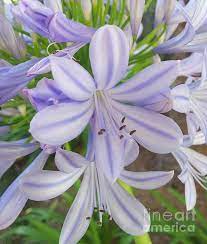 Kiss Of Spring By Tina Vaughn Spring Love Flowers Spring Flowers
