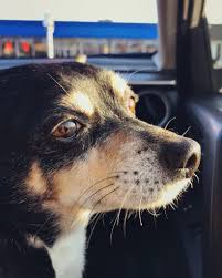 My Girlfriend Captured Lucky In All His Glory Dogpictures Dogs Aww Cuteanimals Dogsoftwitter Dog Cute Dog Pictures Dog Love Me As A Girlfriend
