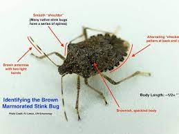 Maybe you would like to learn more about one of these? Stinkbugs Warm Weather Unleashes Smelly Bugs In Wisconsin