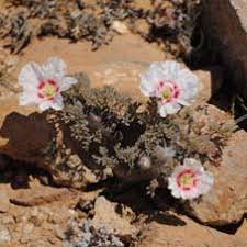 Image result for Lycopodiella sarcocaulon