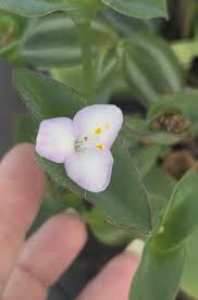 Image result for Coleotrype natalensis