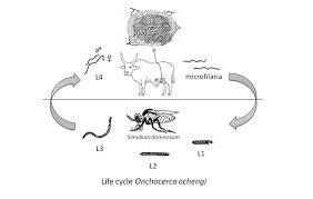 Image result for Oncocalyx bolusii