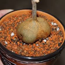 Image result for Gerrardanthus lobatus