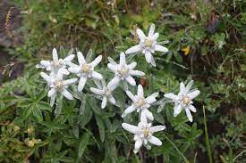 Edelweiss Flowers Free Photo On Pixabay