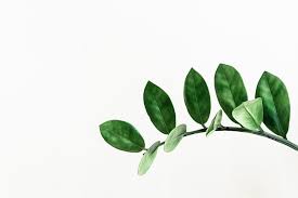 Hd Wallpaper Green Leafed Plant Clip Art Branch Greenery Minimal Zz Plant Wallpaper Flare Select your favorite images and download them for use as wallpaper for your desktop or phone. green leafed plant clip art branch