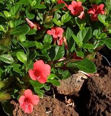 Image result for Barleria