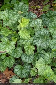 Image result for heuchera americana