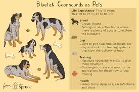 (entries in puppy class are not to be eliminated for. Bluetick Coonhound Full Profile History And Care
