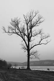 Richard Keeling Bare Tree Bare Tree Black And White Landscape Tree Art