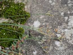 Image result for Bulbostylis densa