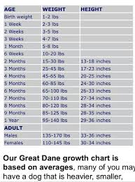 growth chart great dane growth chart dane puppies great