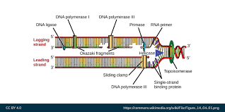 Solved] Part 3. The Lagging Strand Is Synthesized As A Series Of  Segments... | Course Hero