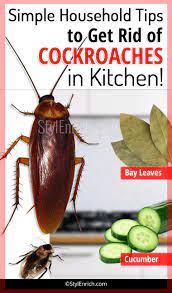 Pretty soon your house will be filled with dead cockroaches! How To Get Rid Of Wood Roaches Unugtp