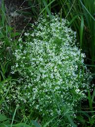 Image result for Pavetta stenosepala