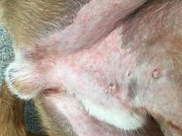 My Dog Has A Rash Under His Belly Continues To Lick Nibble And Chew And Starting To Make Sections Bleed What Human Products Can I Use Petcoach