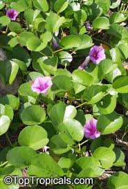 Image result for Ipomoea venosa