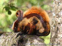 Hodgson S Giant Flying Squirrel By Glen Valentine Rockjumper Worldwide Birding Adventures Flying Squirrel Squirrel Pet Birds