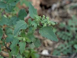 Image result for Chenopodiastrum