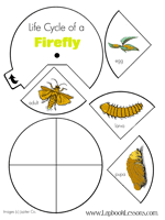 Firefly Lapbook Fireflies Craft Insect Life Cycle Preschool Activities