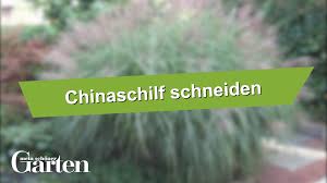 Chinaschilf Richtig Schneiden Chinaschilf Richtig Schneiden In 2020 Succulent Garden Indoor Ornamental Grasses Planting Succulents