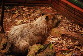 El carpincho, capincho, chigüiro, chigüire, o capibara (hydrochoerus hydrochaeris), es una especie de roedor de la familia de los cávidos. Carpincho A Rabbit In Argentina