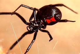 Die männchen sind bei den spinnen meist kleiner. Die Giftigsten Spinnen Die Giftigsten Spinnen Der Welt