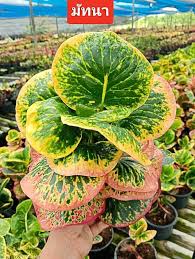 Image result for Codiaeum