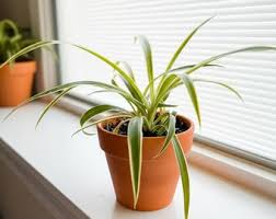 Image result for Chlorophytum minor