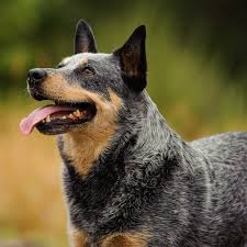 Australian cattle dog · gunnison, co. Is An Australian Cattle Dog Right For Your Family Greencross Vets