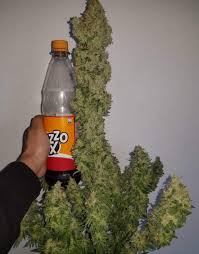 Bestva 2000w double chips led grow light. Mars Hydro Ts1000 Led Grow Light Giveaway Overgrow Com