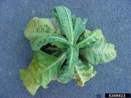 Image result for Alfalfa mosaic virus