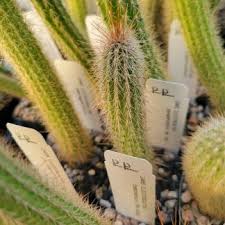 Image result for Cleistochlamys