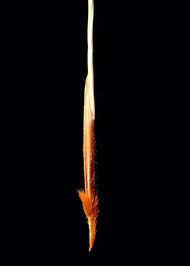 Image result for Tristachya superba