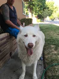 Lost dog in downtown Los Banos area