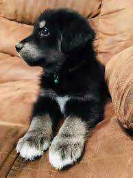 Goberian Puppy For Sale In Morgantown In Adn 61708 On Puppyfinder Com Gender Male Age 6 Weeks Old Puppies Baby Dogs Puppies For Sale