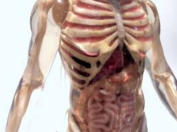 The most common human muscles print material is aluminum. Examining Mixed Dimension S Anatomical 3d Prints Fabbaloo